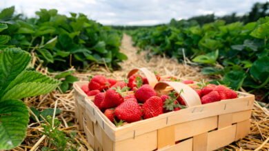 Strawberry Sarkari Yojana