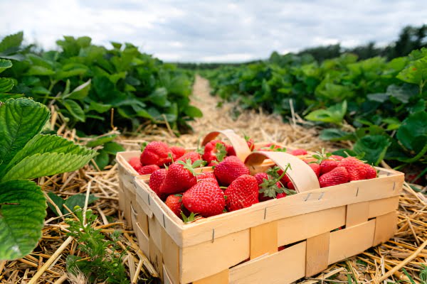 40 percent subsidy will be available for strawberry cultivation, farmers can apply