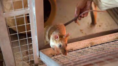 Railways caught a rat by spending 41 thousand rupees? Now Lucknow Mandal said this